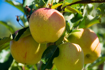 Ripe pink organic apples on the tree