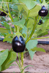 Plant of aubergine - organic cultivation of eggplants in vegetab