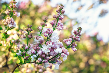 Lilac blooms. A beautiful bunch of lilac closeup. Lilac Flowering. Lilac Bush Bloom. Lilac flowers in the garden. 