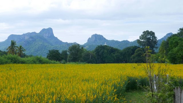 Panning shot of Sunhemp or Crotalaria juncea flower field with Khao Jeen Lae mountain background, Lopburi, Thailand