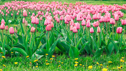 Beautiful bouquet of tulips. colorful tulips. tulips in spring sun. tulip in the field