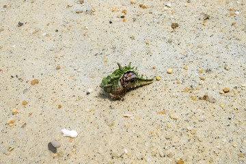 Hermit crab ensconce on white sand beach