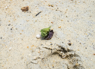 Hermit crab ensconce on white sand beach