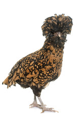Padovana chicken in studio
