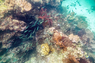 Fototapeta na wymiar Underwater colorful coral reef fish crowd around ,andaman,koh li