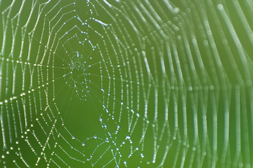  Spider web with water drops.. Cobweb with dew.