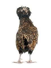 Padovana chicken in studio