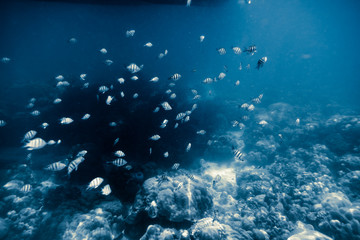 Fototapeta na wymiar Many small fish swimming on reef rock