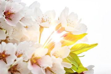 Amazing spring floral background, beautiful cherry landscape. Spring blossom background - abstract floral border of green leaves, white flowers and sunlight.