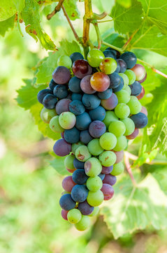 Sweet and tasty blue grape bunch on the vine with free space copyspace