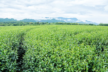 Fototapeta na wymiar green tea plantation at Chiang Rai, Thailand.