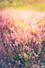 Obraz premium Vintage photo of wildflower field. Sunset.