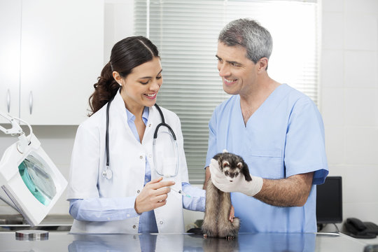 Doctor Giving Injection To Weasel Held By Nurse