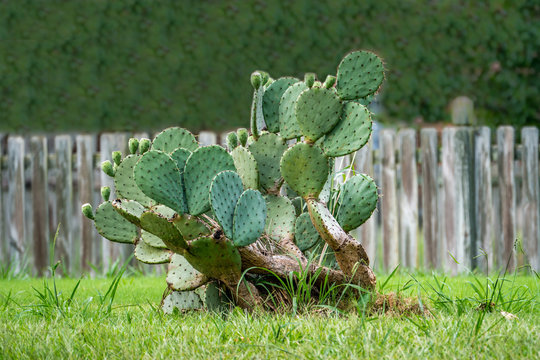 Bunny Ear Cactus Plant