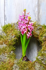 Work in spring garden: plants and tools