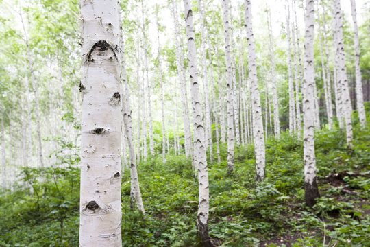Fototapeta White birch trees in the forest in summer  