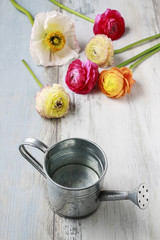 Colorful persian buttercup flowers (ranunculus) on wooden backgr