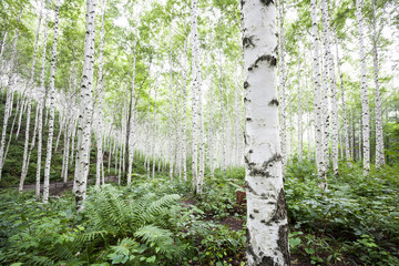 White birch trees in the forest in summer
