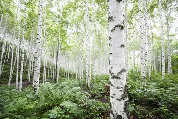 Tuinposter Witte berkenbomen in het bos in de zomer © spacezerocom