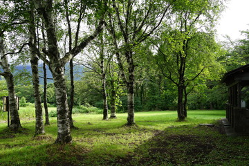 キャンプ場　高原　芝生　広大な　野原　夏　夏休み　新緑　森