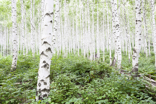 Fototapeta White birch trees in the forest in summer  