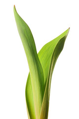 Green offshoot
