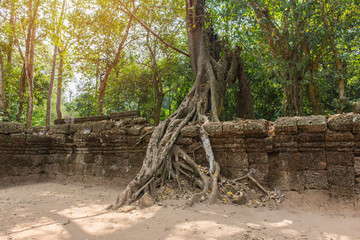 tree roots cover a historic Khmer temple in  Angkor Wat, Cambodi