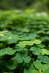 clover plants © fox17