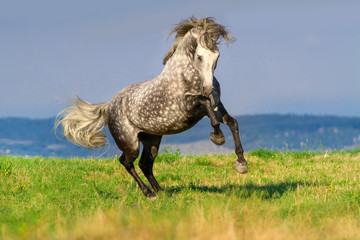 Obraz na płótnie Canvas Beautiful grey andalusian horse with long mane run gallop against mountain view