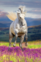 White horse with long mane run gallop in flower field against mountain view at sunset