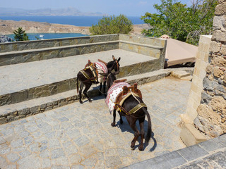 Two donkeys in greece.