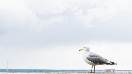sea gull bird postcard