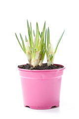 f Spring blooming plant in flower pot, isolated on white