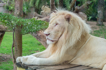 Portrait of male African white lion in safari