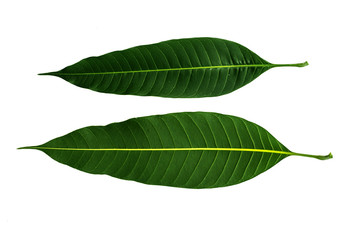 Fototapeta na wymiar Green mango leaf.