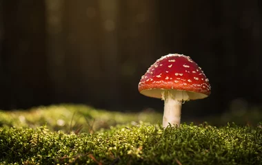 Foto op Plexiglas Toadstool, close up of a poisonous mushroom in the forest © rangizzz