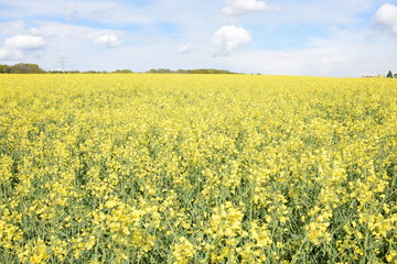 Obraz premium Rapsfeld