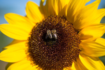 Bienen eng beieinander - 2 Freunde auf einer Sonnenblume