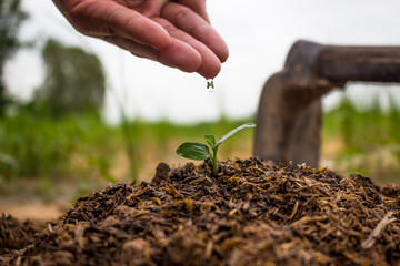 Hand watering the ground and tree barren.