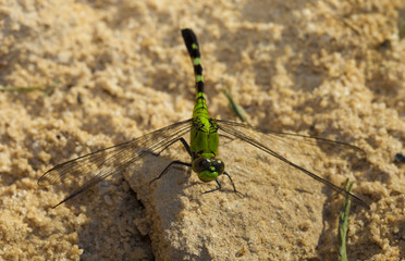 Green dragonfly