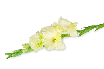 Yellow gladiolus isolated on white background