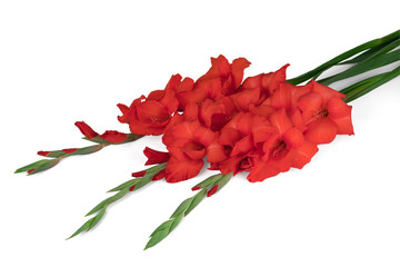 Three red gladiolus isolated on white background