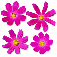Fototapeta na wymiar Top view of the kosmeya purple flowers on a white background