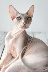 cute cat sphinx