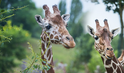 giraffes