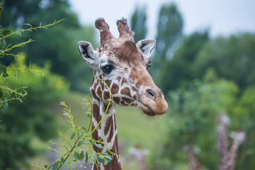 Obraz premium giraffe