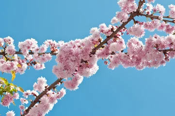 Printed roller blinds Cherryblossom Cherry blossom