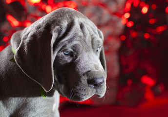 Sad purebred Great Dane puppy with Christmas lights behind