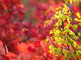Red coloured cotinus branches with yellow coloured plum leaves in foreground
