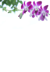 Obraz na płótnie Canvas background of Whtie and violet orchid flower
